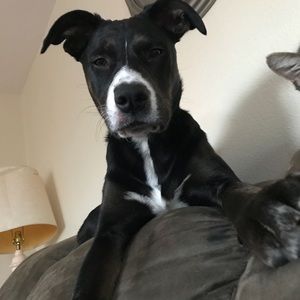 Meet your Posher, Alex